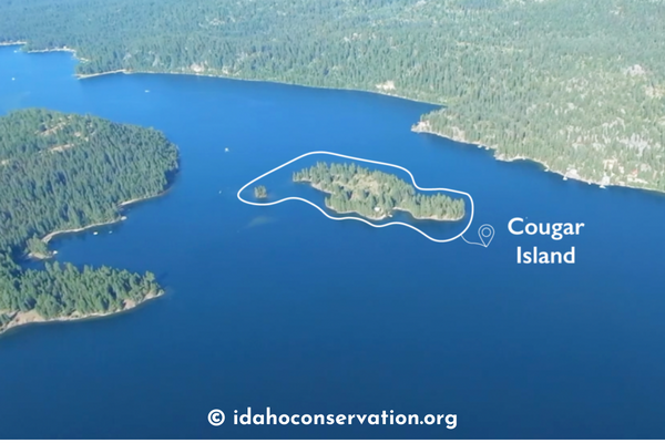 Cougar Island Update