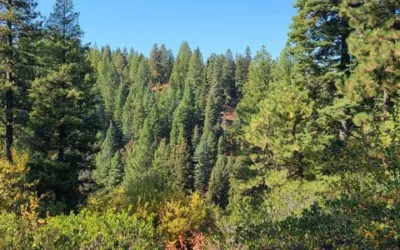 Peterson Forest: PLT’s First Fee Title Property